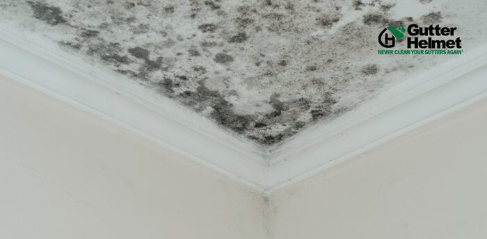 Guarding Your Home Against Mold in Indianapolis